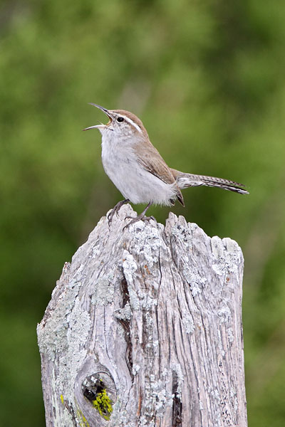 Bewicks Wren © Russ Chantler